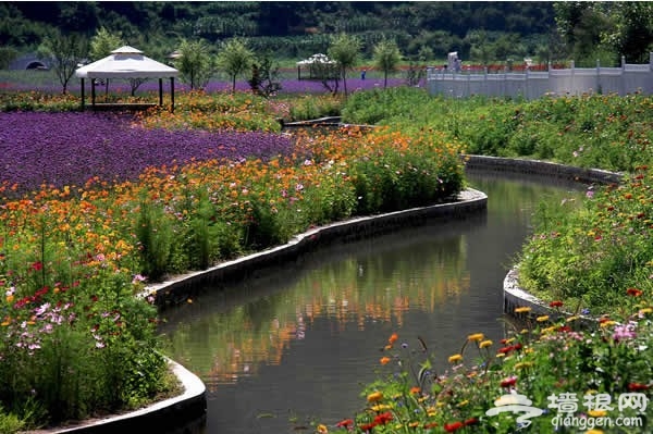 密雲人間花海觀光園：一場與紫色的邂逅 