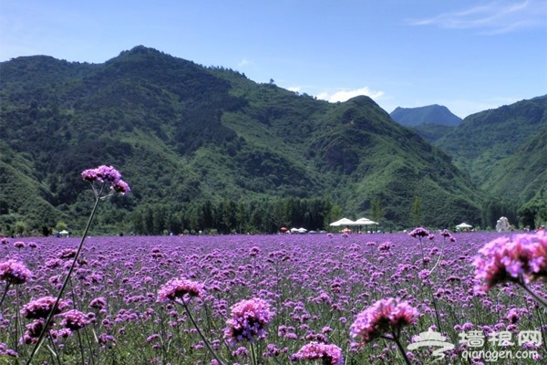 密雲人間花海觀光園：一場與紫色的邂逅 