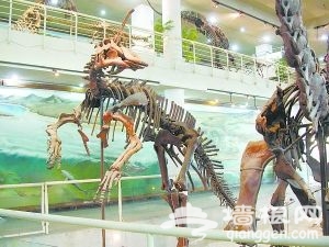 古動物館的恐龍化石 古動物館的恐龍化石