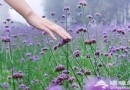 北京懷柔月牙灣自助游攻略