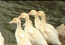 霧靈溪谷岳氏莊園 青瓦石牆下捉老母雞