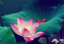 北京夏日賞荷花目的地推薦之北海公園