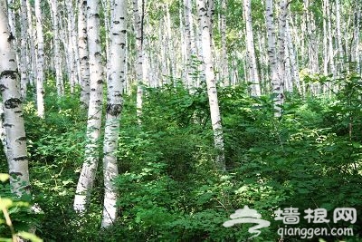 [周末私享]24℃夏天不難尋  到京郊過一個清涼周末