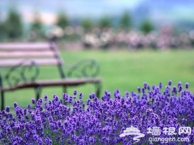 京郊薰衣草觀賞地推薦之密雲紫海香堤藝術莊園