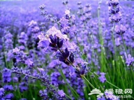 京郊薰衣草觀賞地推薦之密雲雲峰山