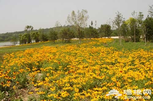 奧林匹克森林公園 夏日賞花攻略推薦