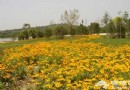 奧林匹克森林公園 夏日賞花攻略推薦