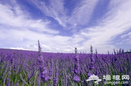 京郊薰衣草觀賞地推薦之懷柔觀藍谷