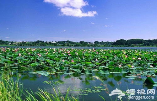 2012圓明園荷花節+荷花音樂節 游玩全攻略(圖)