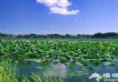 2012圓明園荷花節+荷花音樂節 游玩全攻略