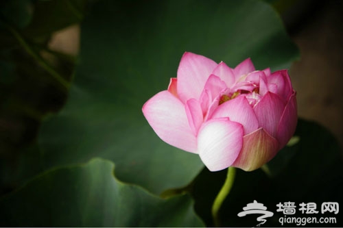 2012圓明園荷花節+荷花音樂節 游玩全攻略(圖)