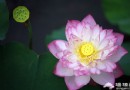 圓明園 古老園林賞睡蓮
