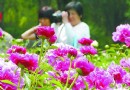 北京植物園“史湘雲醉眠芍藥茵” 游玩指南