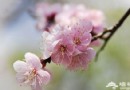 郊野休閒賞春色 延慶踏青11大景點推薦