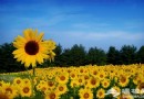 北京夏日葵花觀賞攝影攻略