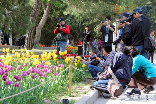 北京賞花季 中山公園郁金香盛放（賞花攻略）