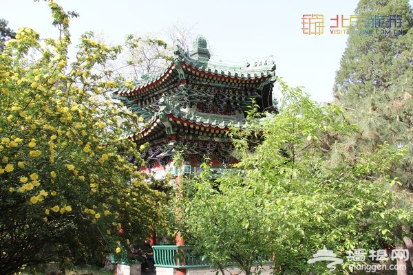 北京賞花季 中山公園郁金香盛放（賞花攻略）