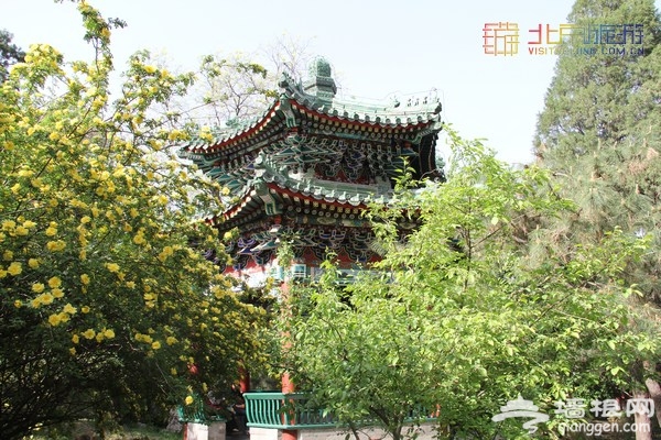 北京賞花季 中山公園郁金香盛放（賞花攻略）