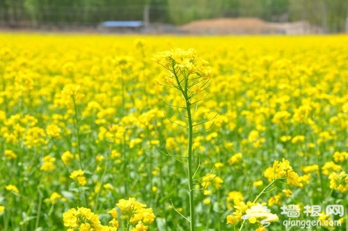 五月北京油菜花觀賞地推薦