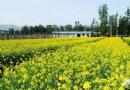 北京周邊橋梓鎮 賞油菜花 采摘櫻桃 樂活一整天