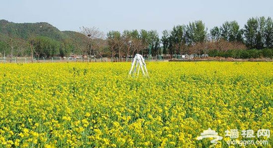 懷柔橋梓鎮：賞油菜花 采櫻桃 樂活一整天