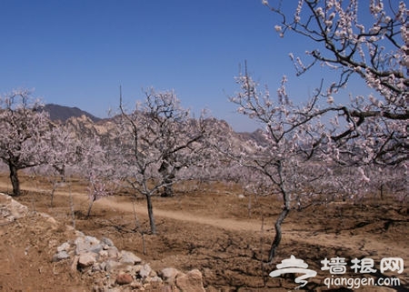 鳳凰嶺桃花