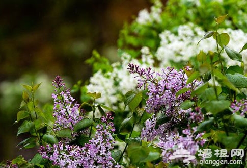 賞游黃花城水長城 沉醉滿園丁香花(圖)