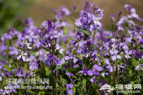 山花爛漫的季節 懷柔六大賞花線路推薦