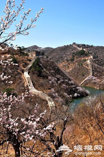 山花爛漫的季節 懷柔六大賞花線路推薦