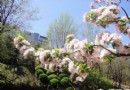 北京元大都遺址公園海棠節賞海棠全攻略