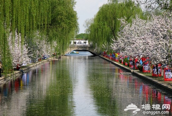 北京元大都遺址公園海棠節賞海棠全攻略[牆根網]