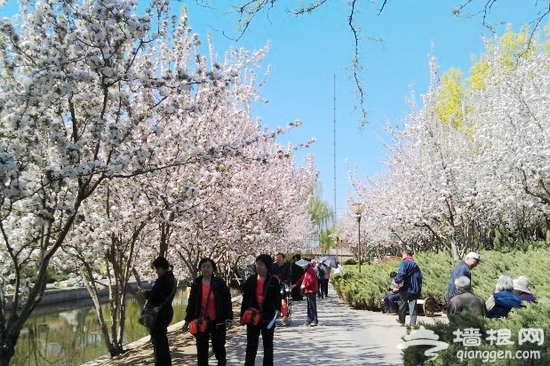 北京元大都遺址公園海棠節賞海棠全攻略[牆根網]