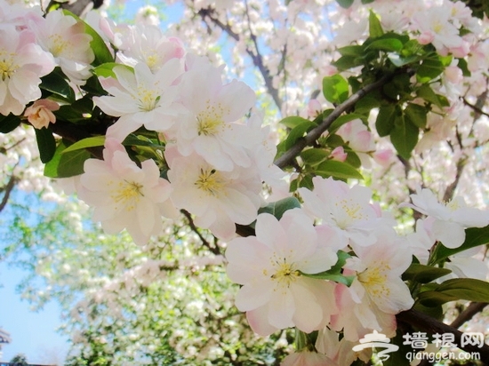 北京元大都遺址公園海棠節賞海棠全攻略[牆根網]