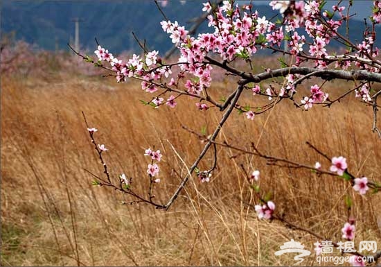 平谷桃花節 7大特色賞花區推薦