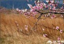 平谷桃花節 7大特色賞花區推薦
