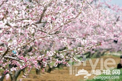 不賞桃花何來桃花運？北京賞桃花地推薦