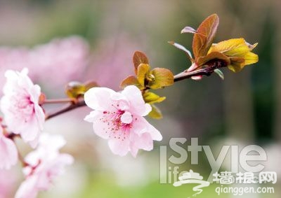 不賞桃花何來桃花運？北京賞桃花地推薦