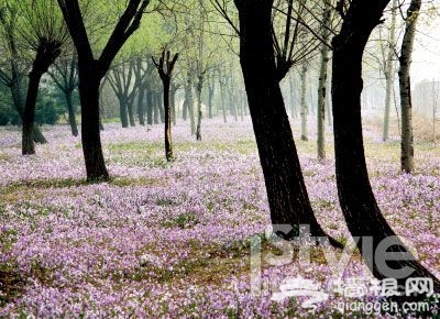 不賞桃花何來桃花運？北京賞桃花地推薦