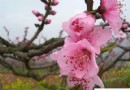 四月平谷桃花節 徜徉最美桃花海