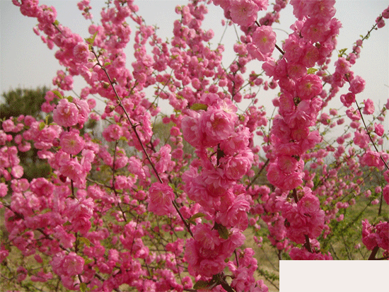 [周末私享]四月平谷 徜徉最美桃花海