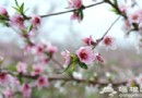 2012年平谷桃花節觀賞線路攻略