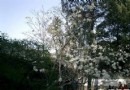 京城好去處：大覺寺品茗賞玉蘭