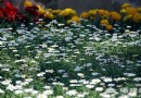 香山公園第十屆山花節4月開幕 “品”香指南
