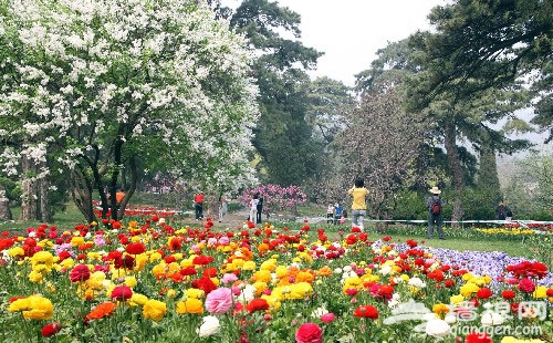 香山公園第十屆山花節4月開幕 “品”香指南