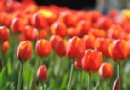 中山公園 賞花踏青攻略