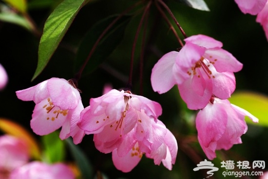 中山公園 賞花踏青攻略[牆根網]