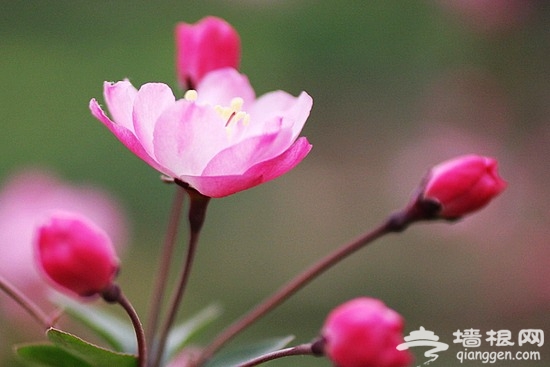 中山公園 賞花踏青攻略[牆根網]