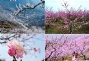 桃花開了 2012年平谷桃花節賞花線路推薦