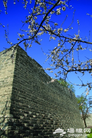 花季北京四月賞花全攻略