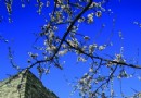 春暖花開 北京四月賞花全攻略
